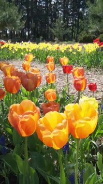 Parlak laleler gün ışığında, baharda parkta, ağaçların arka planında. Yüksek kalite 4k görüntü