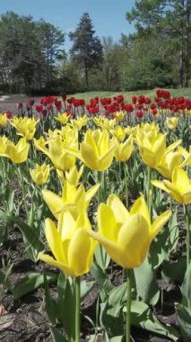 Parktaki çiçek tarhında sarı laleler. Rüzgarlı, güneşli bir bahar günü. Yüksek kalite 4k görüntü