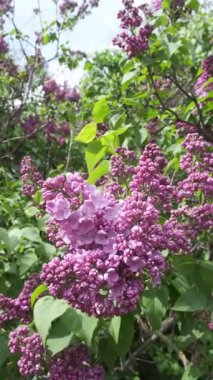 Baharın güneşli bir gününde bahçede bir leylak dalı rüzgarda sallanır. Yüksek kalite 4k görüntü