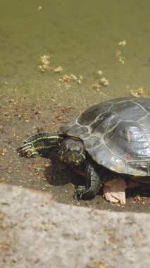 Baraj gölünün kıyısındaki bir kaplumbağa güneşlenir ve etrafına bakar. Yüksek kalite 4k görüntü