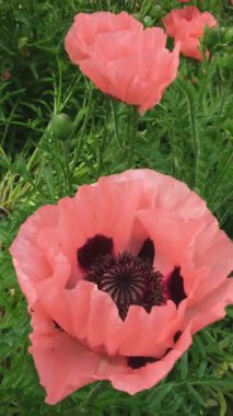 Pembe gelincikler yazın güneşli bir günde yeşil çimlerin arasında çiçek açarlar. Hafif bir rüzgar çiçekleri sallıyor. Yüksek kalite 4k görüntü