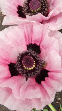 A bee collects nectar on a pink poppy flower. Vertical video. High quality 4k footage