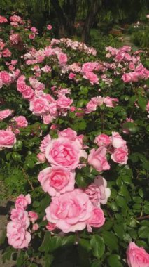 Many pink roses bloom in the garden. A summer, sunny day. Vertical video. High quality 4k footage