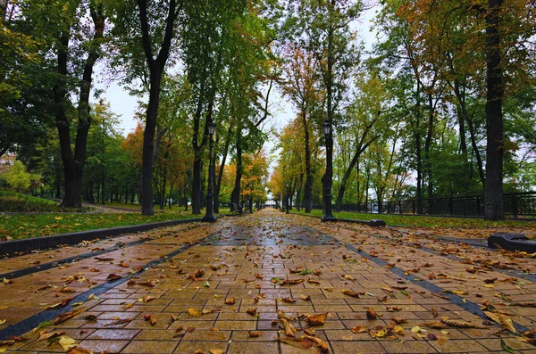 Aziz Volodymyr Tepesi Nin Resimli Sonbahar Yağmurlu Manzarası Renkli Ağaçların — Stok fotoğraf