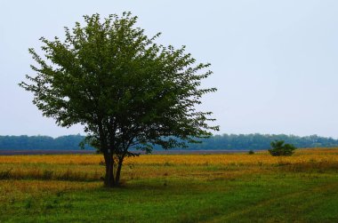 Ağaçlı sarı tepenin sonbahar manzarası. Mavi gökyüzü arka planı. Kırsal alan. Doğa konsepti. Kırsal tarım mevsimi manzarası. Gökyüzü ve bulutlar arka plan.
