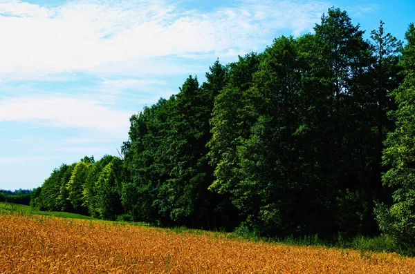 Agriculture field before the harvest against blue sky in the background. Close-up view of golden ears of wheat. Big trees with green leaves in the background. Rural scene. Nature concept.