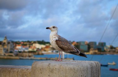 Close-up view of one seagull on the stone fence in Cascais, Portugal. Blurred cityscape background.
