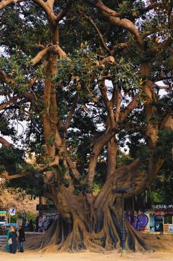 Valencia, İspanya-28 Aralık 2015: Parterre Parkı 'ndaki muhteşem antik çicek ağacı. Valencia 'da güneşli bir gün. Seyahat ve turizm kavramı.