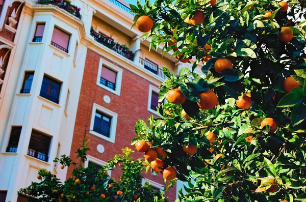 住宅の複数階建ての建物の前の庭に多くの果物とオレンジの木のクローズアップビュー オレンジは木の枝で成長します 背景には赤い建物 スペインのバレンシア — ストック写真