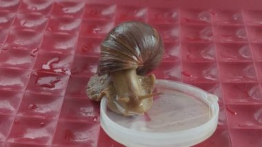 Büyük bir salyangoz (Lissachatina fulica) kapaktan su içmektedir. Dev Afrika kara salyangozu şehir hayvanı. Evcil hayvan olarak yetiştirilen Afrika salyangozu.