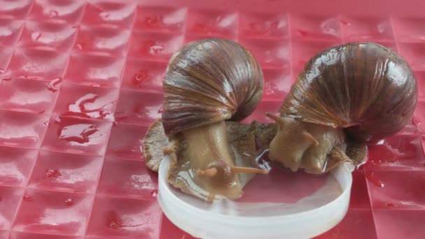 Deux Gros Escargots Lissachatina Fulica Boivent Eau Couvercle Vue Rapprochée — Video