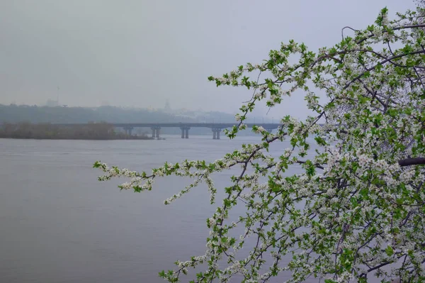 Blossom Träd Grenar Sig Mot Paton Bridge Över Dnipro River — Stockfoto