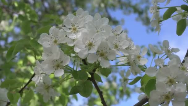 Detailní Pohled Krásné Hrušní Květiny Rozmazaném Pozadí Světlý Vítr Třese — Stock video