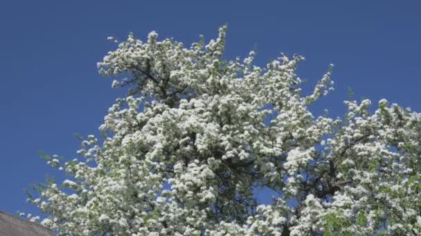 View Nice Pear Tree Flowers Blue Sky Sunny Day Light — Stock Video