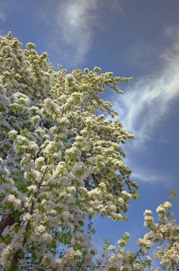 Büyük, eski bir armut ağacının çiçekleri. Yaşlı meyve ağacının yemyeşil beyaz dalları. Mavi gökyüzü arka planı. Armut ağacının çiçek açan dalları. Doğa konsepti ve zengin hasat.