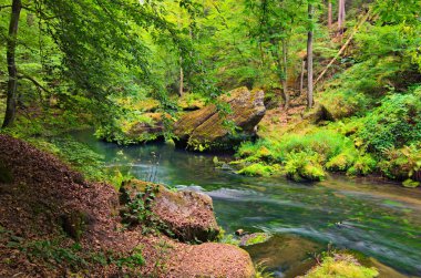 Yeşil ormandaki Kamenice Nehri 'nin alçak açılı görüntüsü. Sisli bir yaz sabahı. Hrensko yakınlarındaki Bohem İsviçre Ulusal Parkı. Manzara ve doğa kavramı. Çek Cumhuriyeti 'nde popüler turizm beldesi.