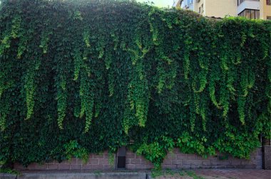 Duvar yemyeşil renklerle dolu. Evergreen bitki duvarı. Yeşilli yeşil sarmaşık yapraklarının arka planı. Duvarda ot var. Yeşil sarmaşık yaprakları - tırmanma ya da sürünen ağaçlık bitki. Doğa konsepti.
