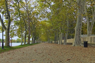 Balaton Gölü boyunca uzanan güzel platanus ağacının manzarası. Manzara ve doğa kavramı. Ünlü turistik yer ve romantik seyahat yeri. Balatonfold, Macaristan.