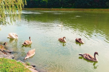 Nehir kıyısında bir grup kuğu dinleniyor. Maribor 'daki Drava Nehri. Şehirde yaşayan vahşi hayvanların konsept fotoğrafı..