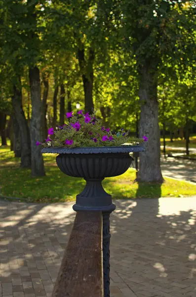 Şehir parkında çiçek saksısı ve petunya çiçeklerinin yakın çekimi. Mor petunya çiçeği. Arka planda yeşil yapraklı bulanık ağaçlar. Güneşli sonbahar öğleden sonra. 