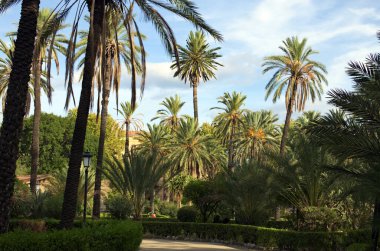 Palermo 'daki manzaralı şehir parkı. Çeşitli palmiye ağaçları boyunca uzanan toprak yol. Mavili gökyüzü arka planı. Palermo, Sicilya, İtalya.