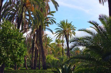 Palermo 'daki manzara manzaralı şehir parkı. Çeşitli palmiye ağaçları boyunca uzanan toprak yol. Mavili gökyüzü arka planı. Palermo, Sicilya, İtalya.