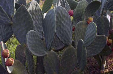 Olgun dikenli armutlarla birlikte yeşil kaktüsün yakın çekim görüntüsü. Renkli kaktüs meyveleri. Sicilya 'nın sembollerinden biri. Opuntia ficus-indica (Fichi di India). Doğa konsepti. Tusa, Sicilya, İtalya.