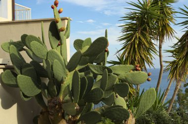 Bir sürü olgun dikenli armudu olan yeşil kaktüs. Renkli kaktüs meyveleri. Sicilya 'nın sembollerinden biri. Opuntia ficus-indica (Fichi di India). Doğa konsepti. Tusa, Sicilya, İtalya.