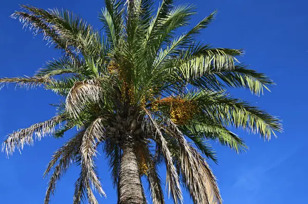 Green leaves of palm tree against a vibrant blue sky. Palm leaves from the bottom. Nature composition.