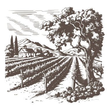 Vineyard landscape vector sketch ink illustration