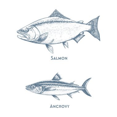 Fishes sketch icons of tuna, perch and pike or salmon and marlin. Vector set