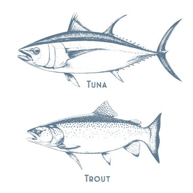 Fishes sketch icons of tuna, perch and pike or salmon and marlin. Vector set