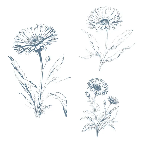 Hand Drawn Wild Hay Flowers Calendula Flower Medical Herb Vintage — Archivo Imágenes Vectoriales
