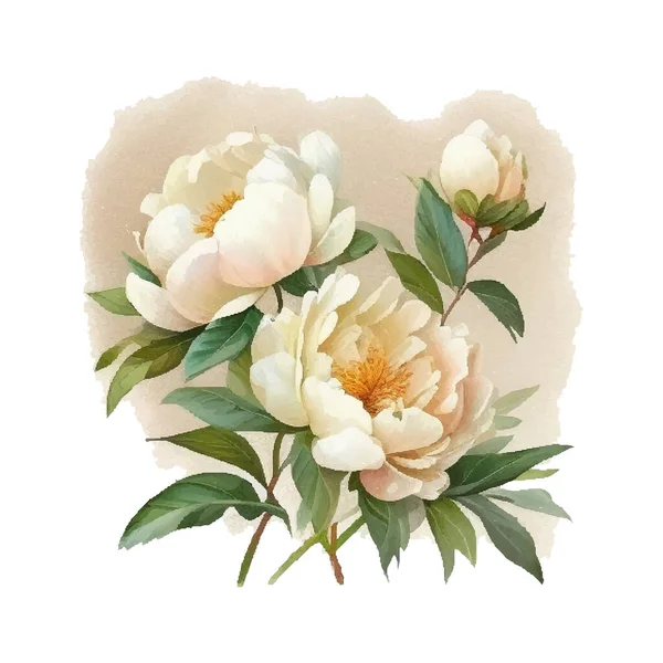 Akvarell Fehér Bazsarózsa Zöld Kerti Virágok Izolált — Stock Vector
