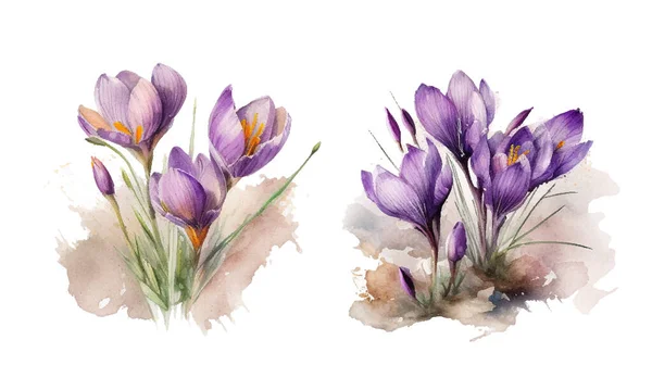 Vector watercolor purple flowers on white backdrop. Isolated hand drawing violet crocuses.