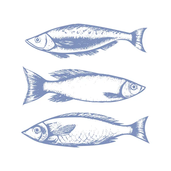 stock vector vector Graphic collection of small sprat fish , drawn in the style of linear art. The seafood menu includes sardines and sprats.