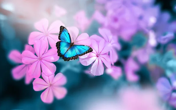 Beautiful Blue Butterfly Morpho Pink Violet Flowers Spring Nature Close — Stock Photo, Image