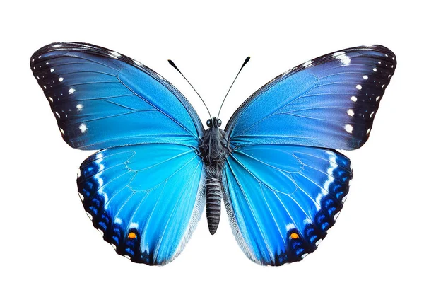 Beautiful Bright Blue Butterfly Isolated White Background Spread Wings — Stock Photo, Image
