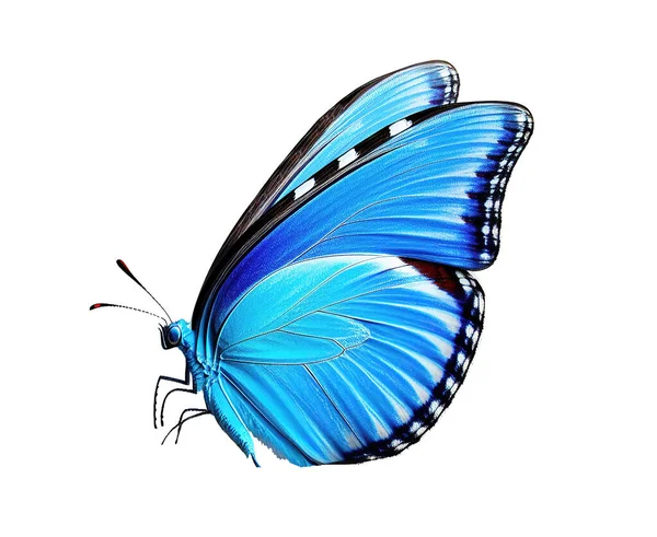 Beautiful Bright Blue Butterfly Isolated White Background Folded Wings — Stock Photo, Image
