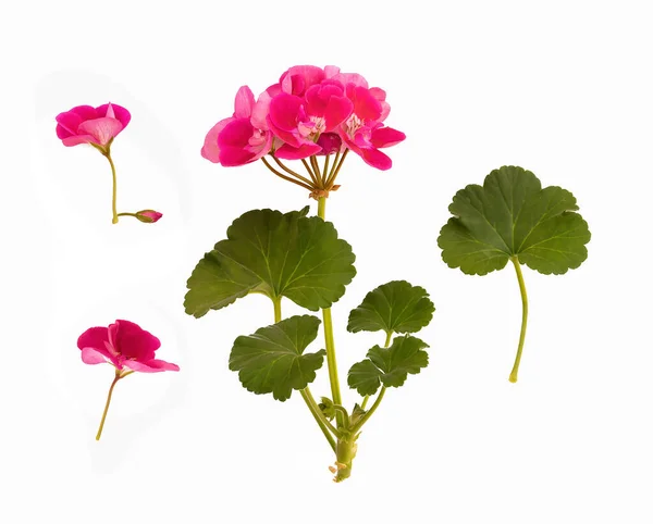 Set Aus Rosa Blüten Und Geranienblättern Floral Isoliertes Designelement Draufsicht — Stockfoto