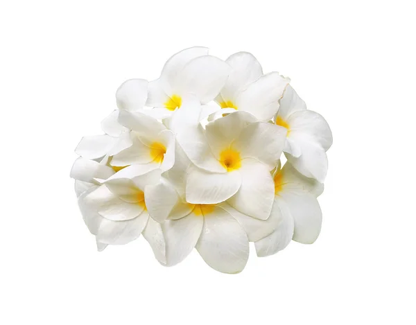 Grupp Frangipani Blommor Isolerad Vit Bakgrund — Stockfoto