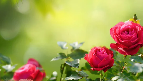 Цветочный Естественный Фон Красным Цветом Саду Открытый Красивым Боке Свободным — стоковое фото