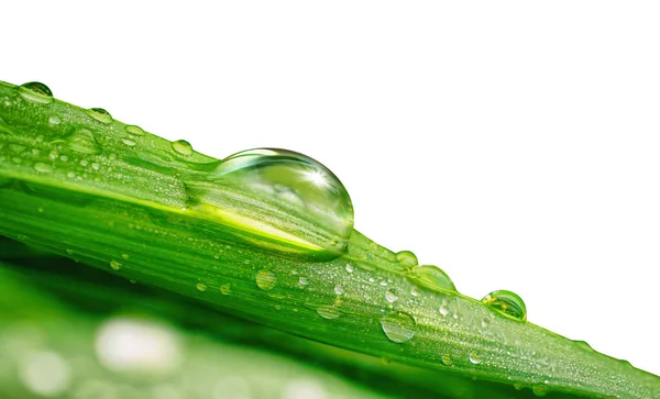 Prachtige Transparante Natuurlijke Dauwdruppels Regen Vers Grasblad Geïsoleerd Witte Achtergrond — Stockfoto