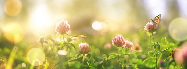 Vilda Blommor Klöver Och Fjäril Äng Naturen Solstrålar Sommaren Våren — Stockfoto