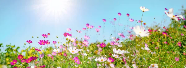 Multicolored Cosmos Flowers Meadow Spring Summer Nature Blue Sky Selective — 스톡 사진