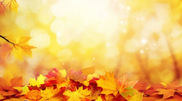 Kleurrijke Universele Natuurlijke Herfst Achtergrond Voor Ontwerp Met Oranje Bladeren — Stockfoto