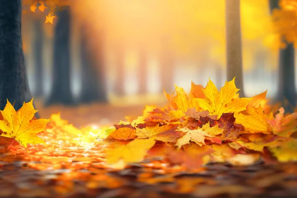 Een Bos Prachtige Gele Oranje Bladeren Een Herfstpark Een Zonnige — Stockfoto