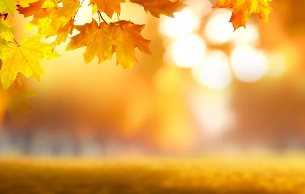 Krásné Rozmazané Jemné Univerzální Přirozené Světlo Podzimní Pozadí Žlutými Listy — Stock fotografie