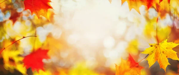 Herfst Wazig Achtergrond Met Frame Van Oranje Goud Rode Esdoorn — Stockfoto