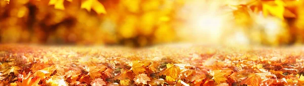 Красочный Универсальный Панорамный Осенний Фон Дизайна Оранжевыми Листьями Размытым Фоном — стоковое фото